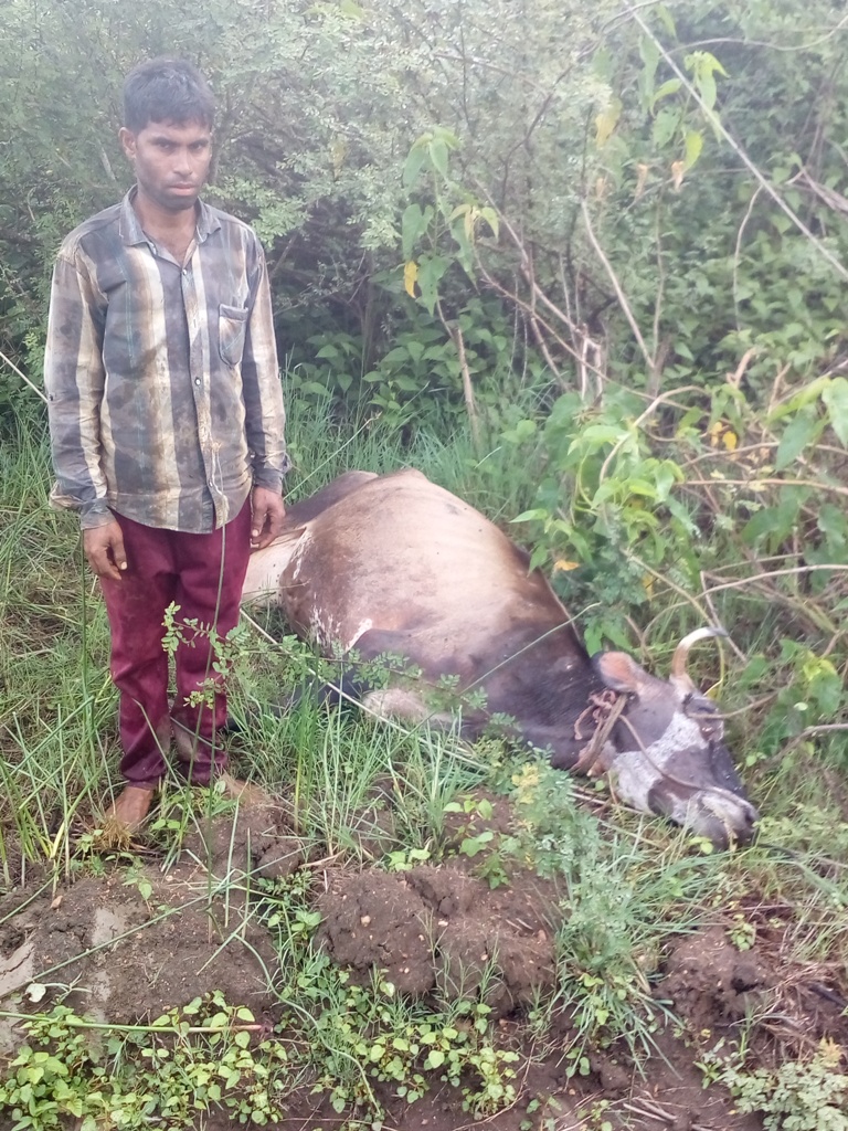 ಮುಂಡಗೋಡ: ವಿದ್ಯುತ್ ಹರಿದು ಆಕಳು ಸಾವು